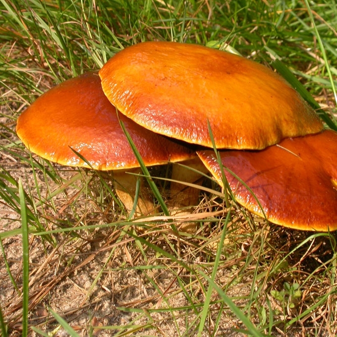 GRAKŠTUSIS KAZLĖKAS