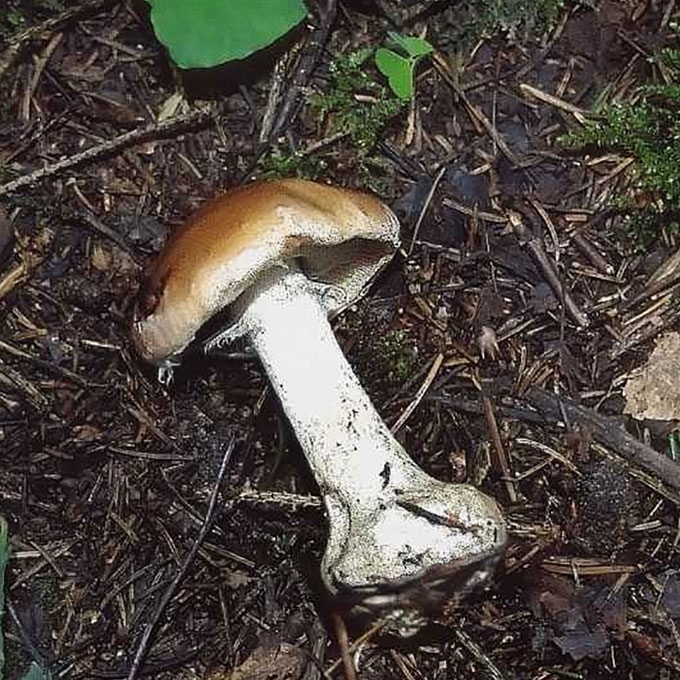GUMBUOTASIS BALTNUOSĖDIS
