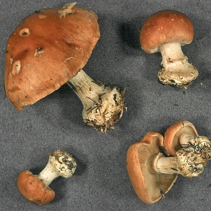 GUMBUOTASIS BALTNUOSĖDIS