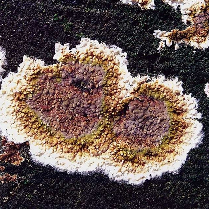 GURUSIS RUSIAGRYBIS