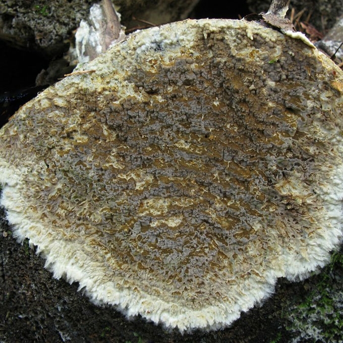 GURUSIS RUSIAGRYBIS
