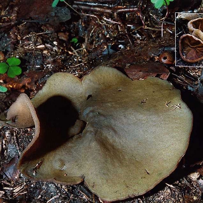 GYSLOTASIS PLOKŠČIAGRYBIS