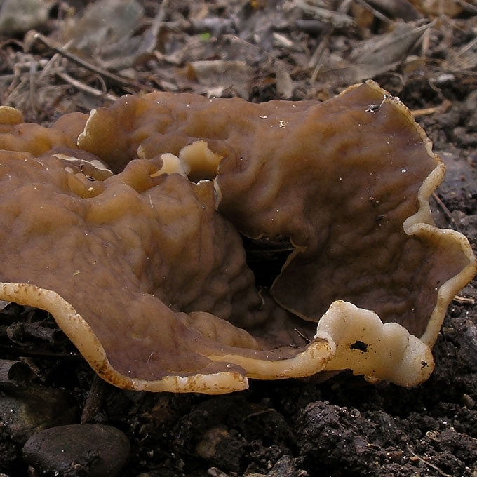 GYSLOTASIS PLOKŠČIAGRYBIS