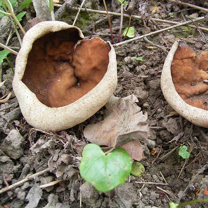 GYSLOTASIS PLOKŠČIAGRYBIS