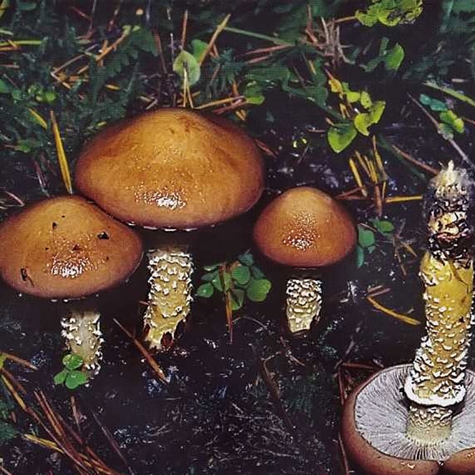 HORNEMANO GLEIVIABUDE