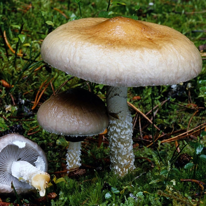 HORNEMANO GLEIVIABUDE