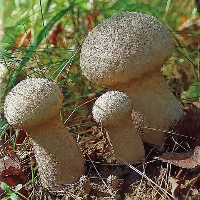 ILGASIS KUKURDVELKIS
