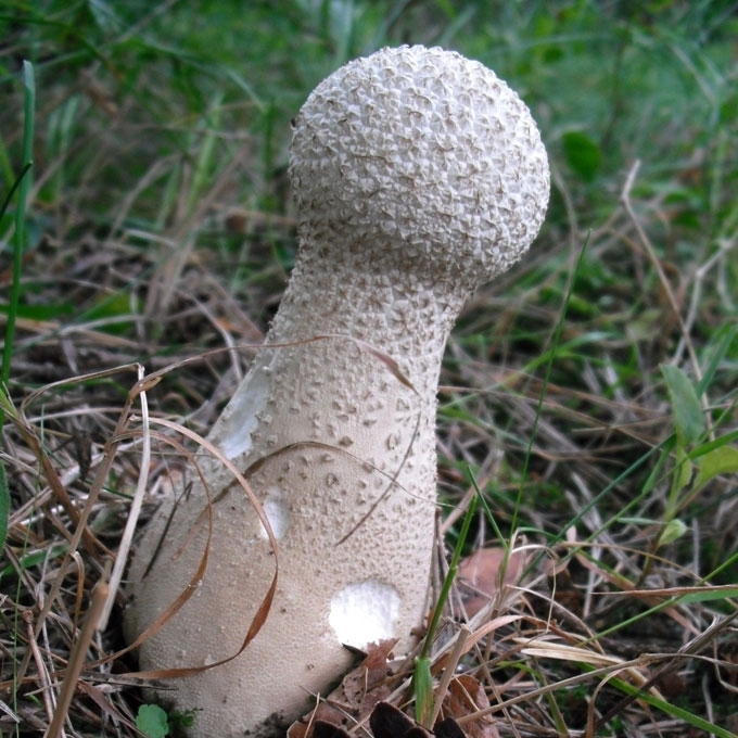 ILGASIS KUKURDVELKIS