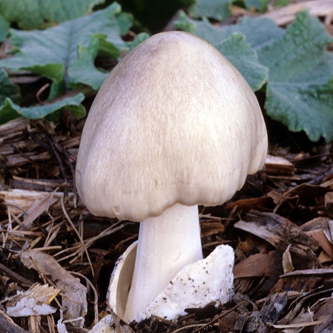 JUOSVADRYŽĖ ŠYDABUDĖ