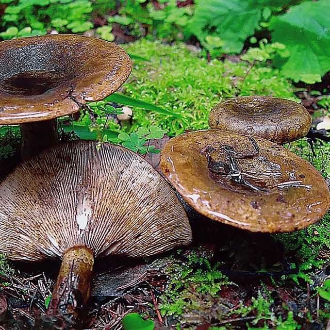 JUOSVASIS PIENGRYBIS