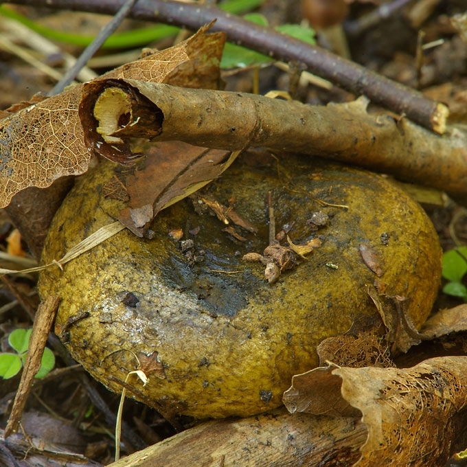 JUOSVASIS PIENGRYBIS