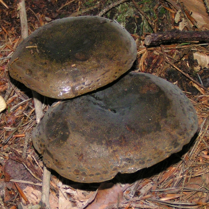JUOSVASIS PIENGRYBIS
