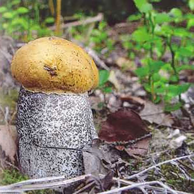 JUOSVAŽVYNIS RAUDONVIRŠIS