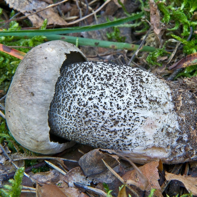 JUOSVAŽVYNIS RAUDONVIRŠIS