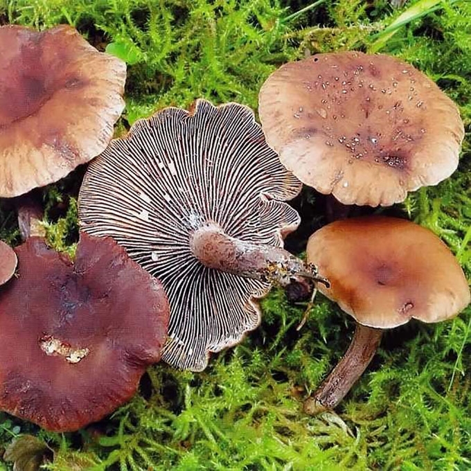 KAMPARINIS PIENGRYBIS