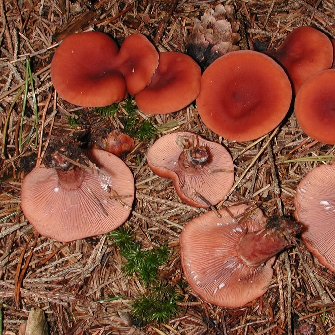 KAMPARINIS PIENGRYBIS