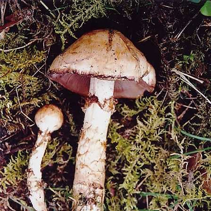 KARPINIUOTOJI GLEIVIABUDĖ
