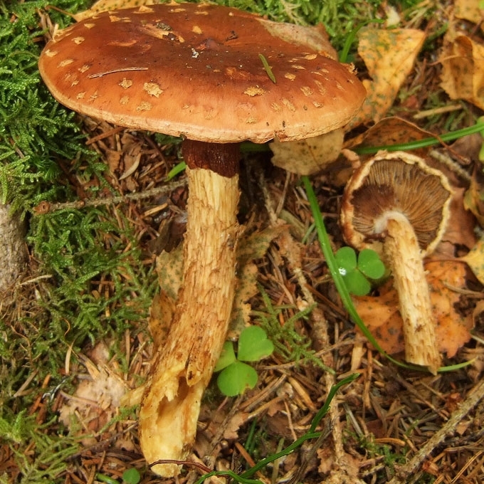 KARPINIUOTOJI GLEIVIABUDĖ