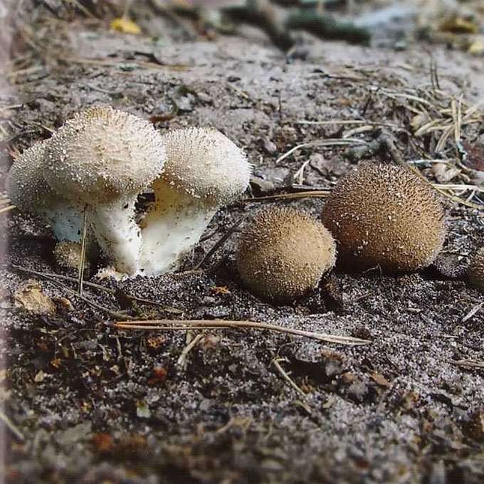 KARPOTASIS PUMPOTAUKŠLIS