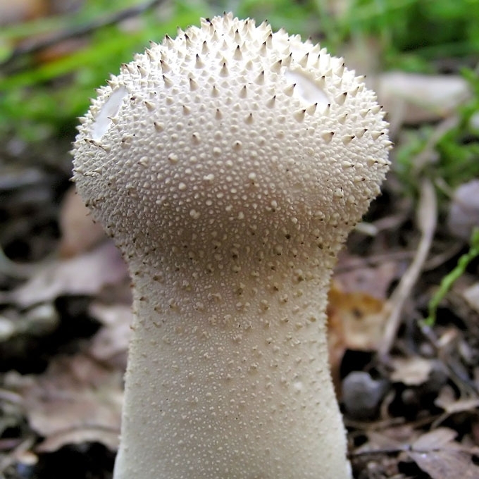 KARPOTASIS PUMPOTAUKŠLIS
