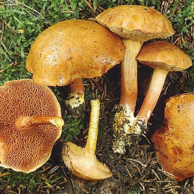 KARTUSIS PIPIRBARAVYKIS