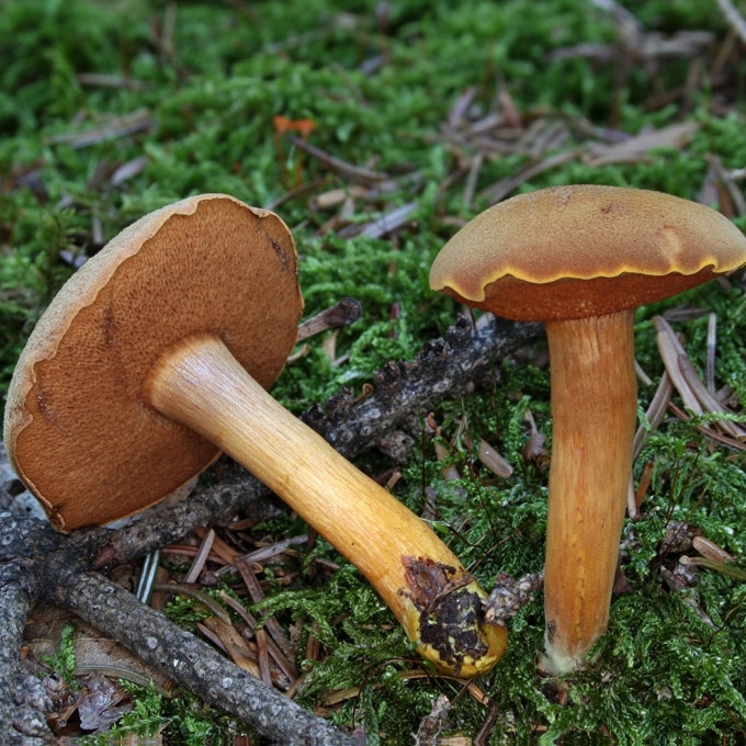 KARTUSIS PIPIRBARAVYKIS