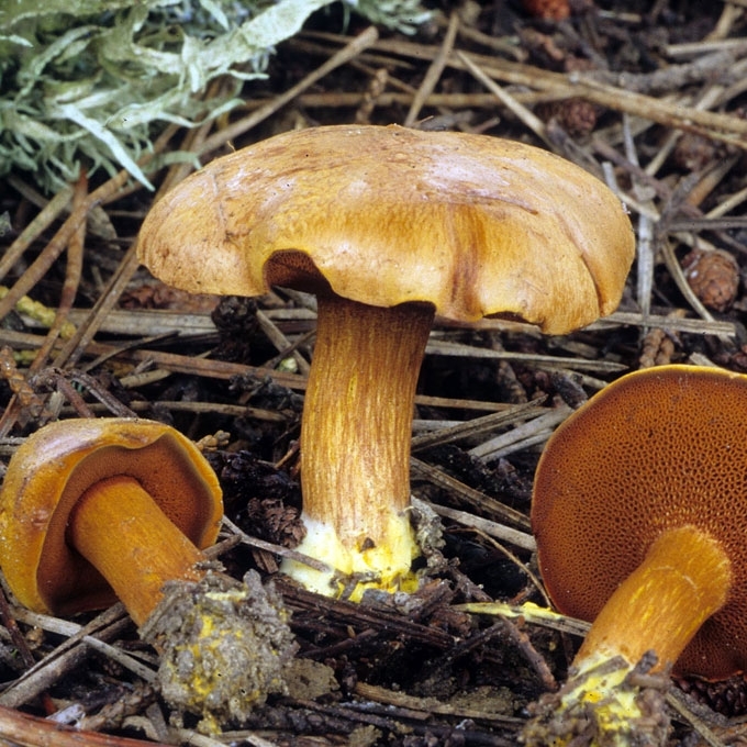 KARTUSIS PIPIRBARAVYKIS