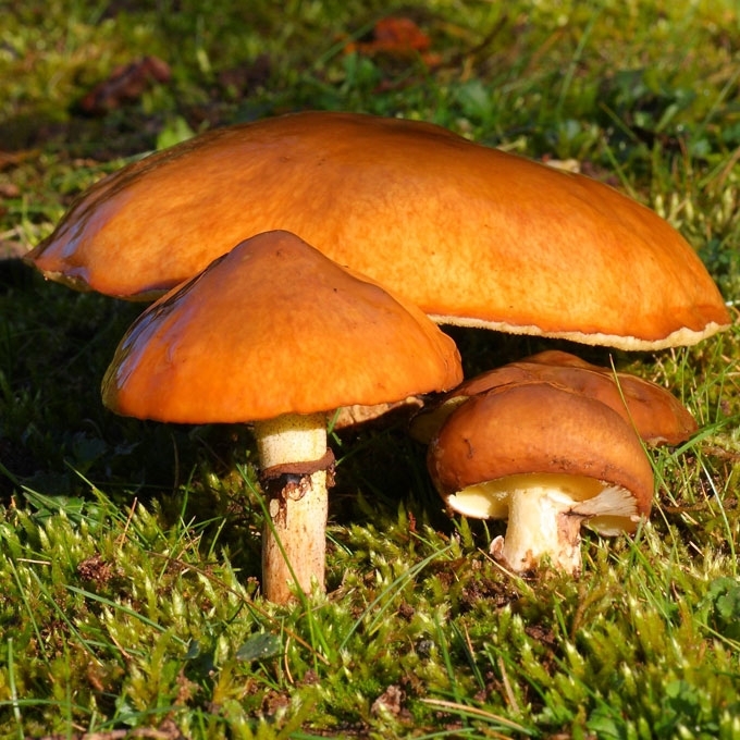 KAZLĖKAS