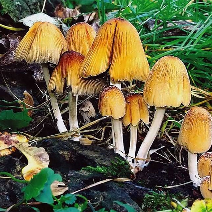 KELMINIS MĖŠLAGRYBIS