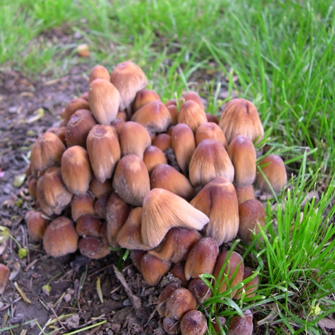 KELMINIS MĖŠLAGRYBIS