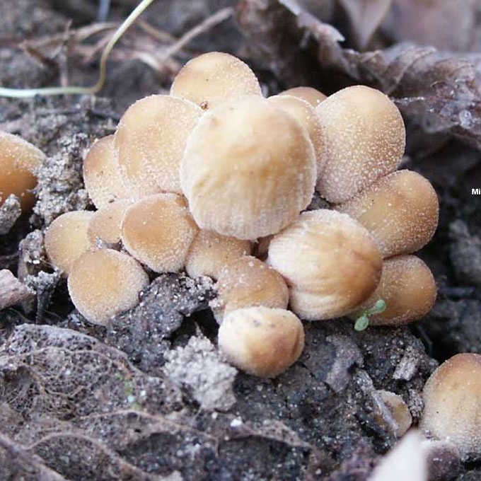 KELMINIS MĖŠLAGRYBIS