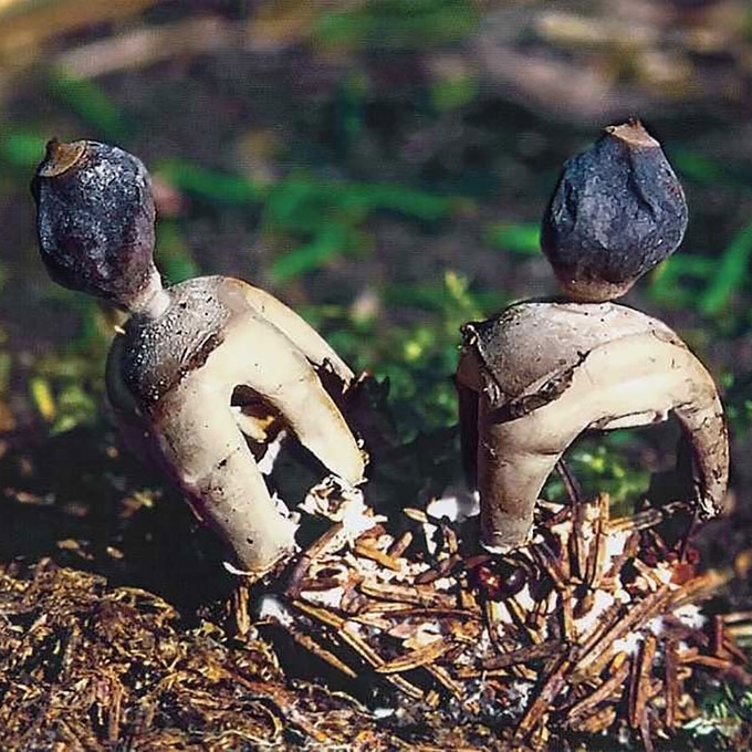 KETURSKIAUTIS ŽVAIGŽDINAS
