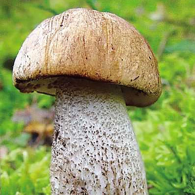 KIETASIS RAUDONVIRŠIS