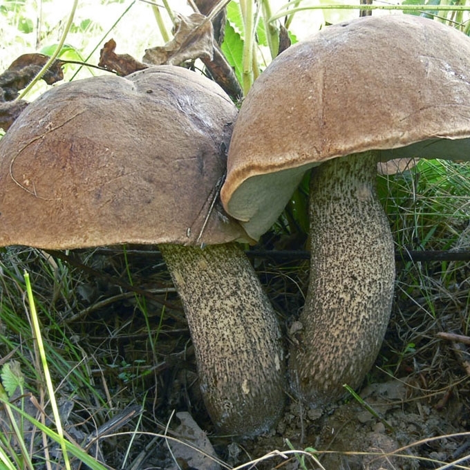 KIETASIS RAUDONVIRŠIS
