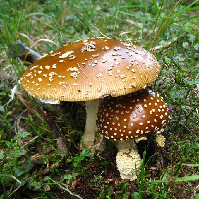 KILNIOJI MUSMIRĖ