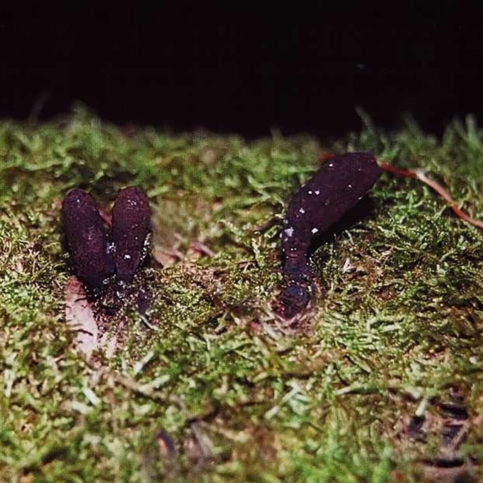 KISLUSIS ELNIAGRYBIS