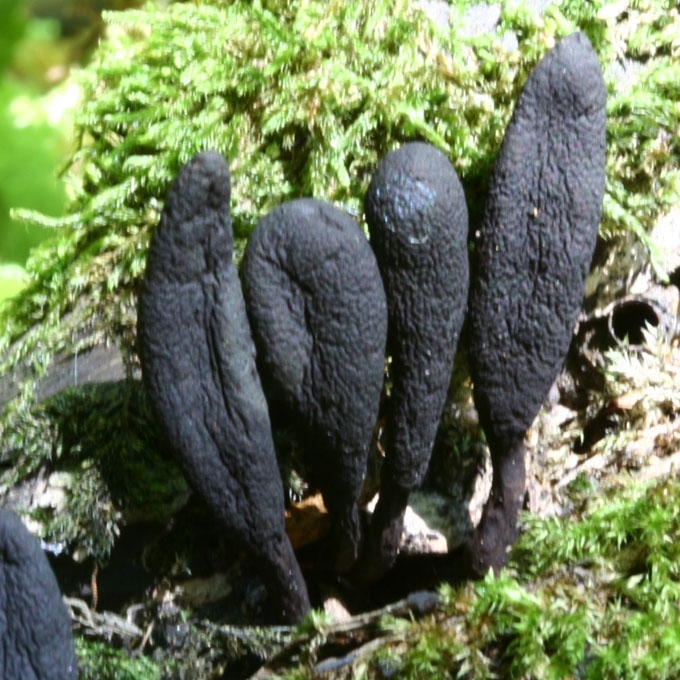 KISLUSIS ELNIAGRYBIS