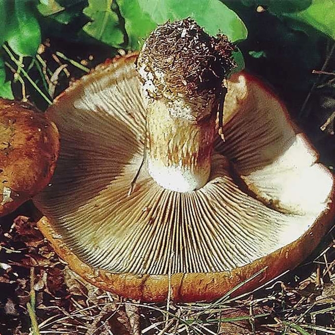 KISLUSIS NUOSĖDIS