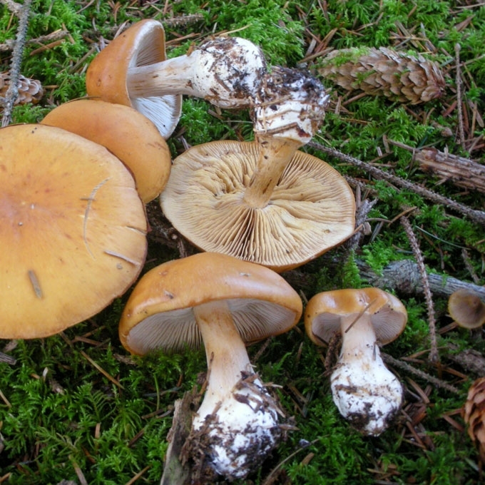 KISLUSIS NUOSĖDIS