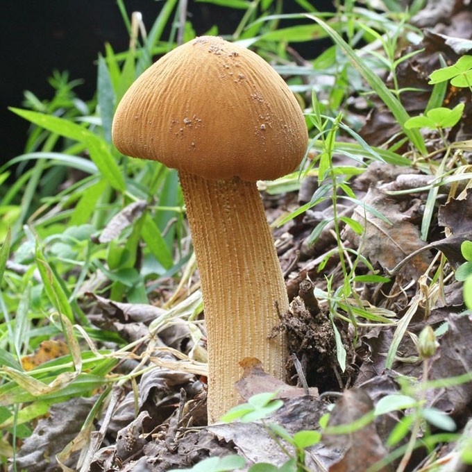 KISLUSIS RAUDONVIRŠIS