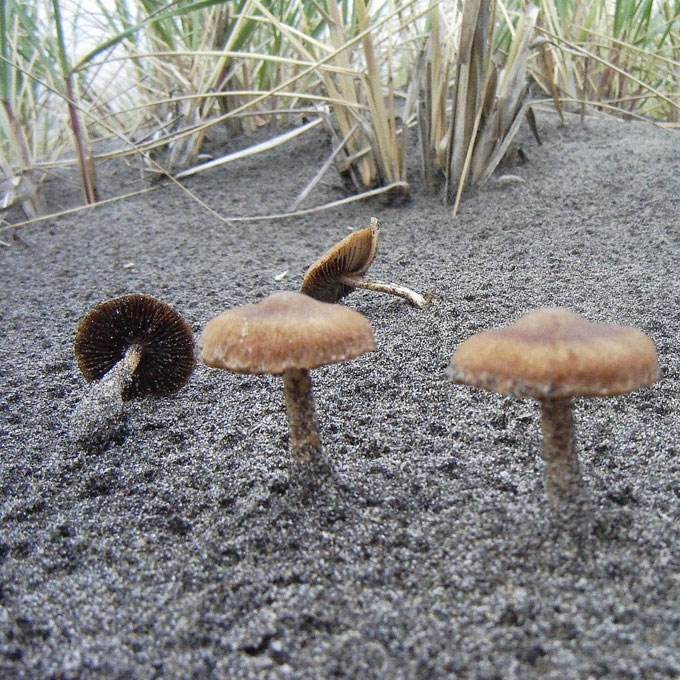 KOPINĖ TRAPIABUDĖ