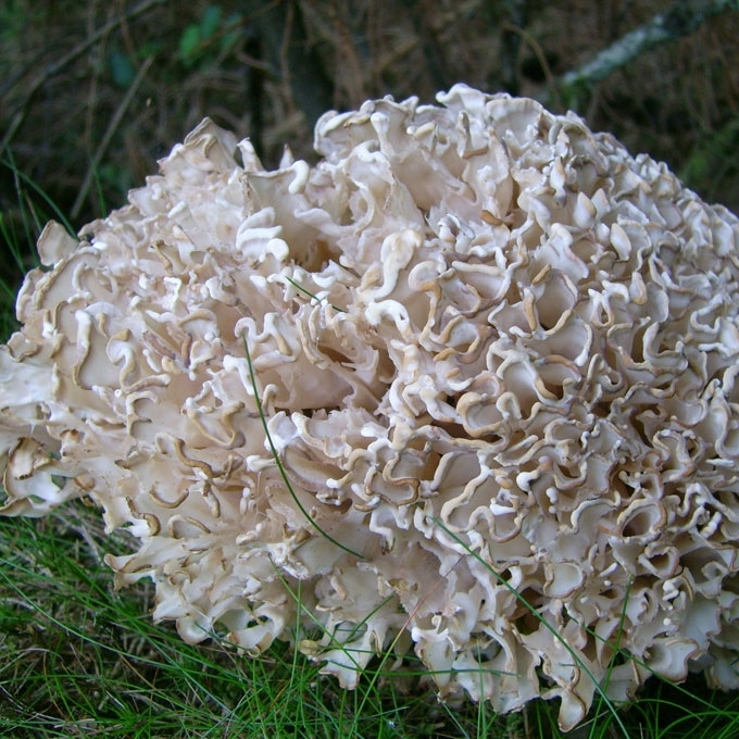 KOPUSTGALVIS RAUKŠLIUS