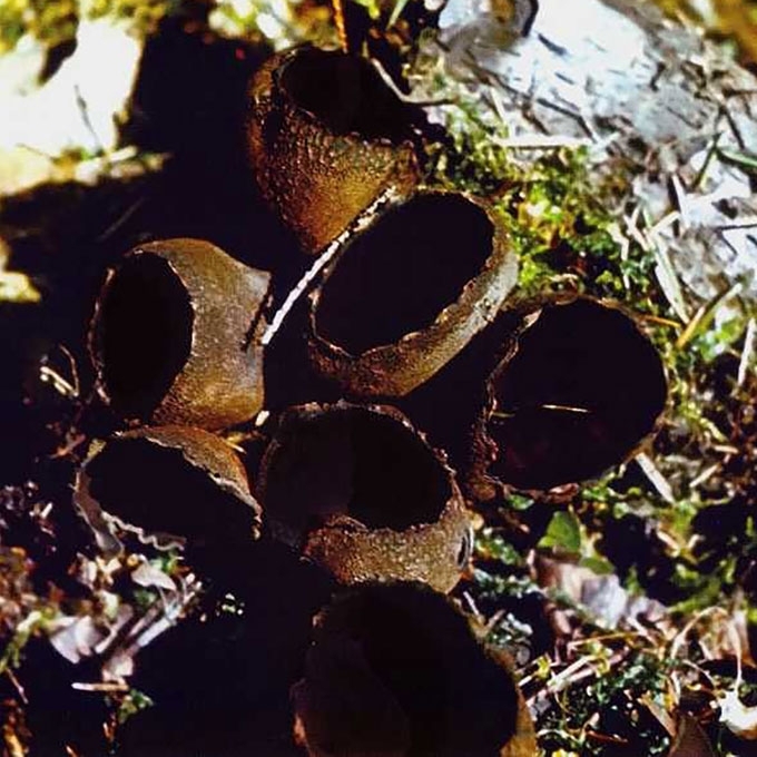 KRATERIŠKASIS TAURŪNIS