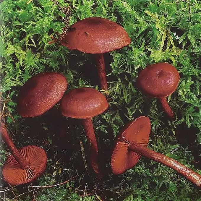 KRAUJASPALVIS NUOSĖDIS