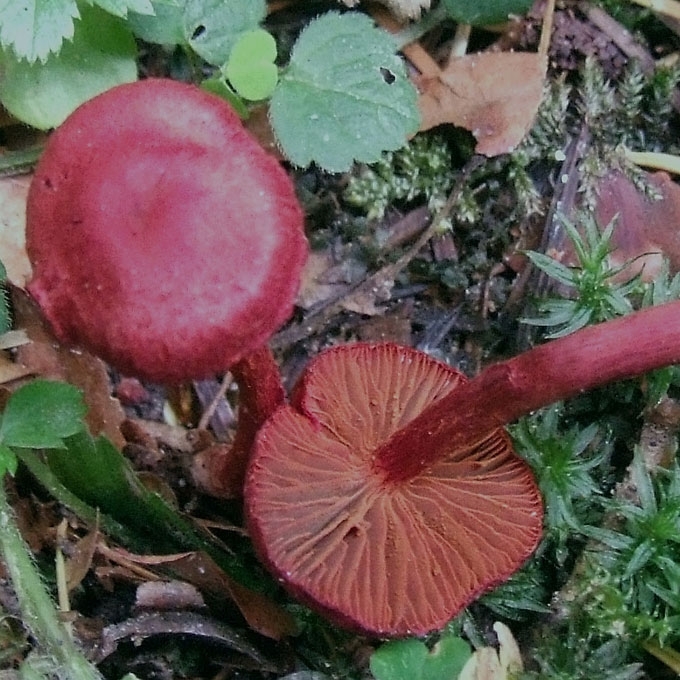 KRAUJASPALVIS NUOSĖDIS