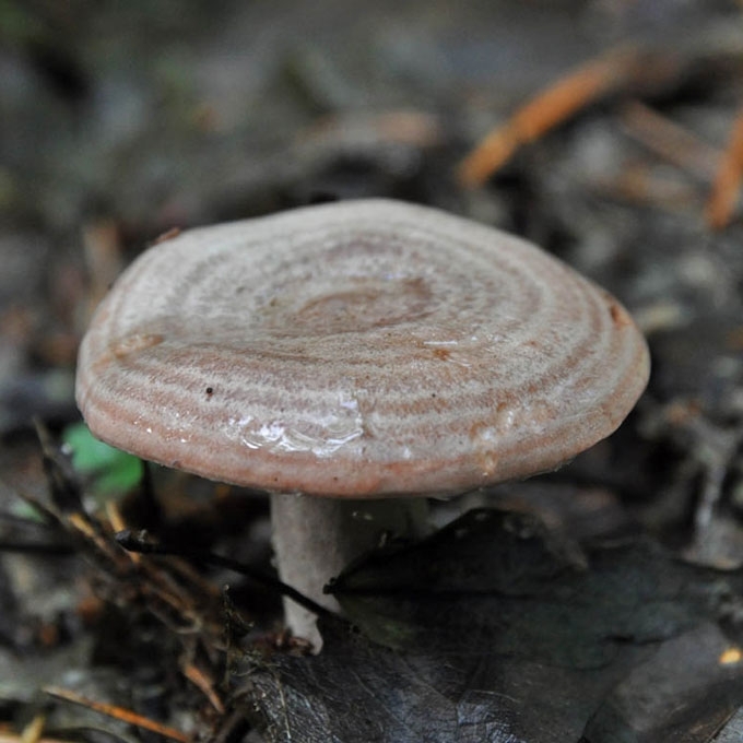 KREIVAKEPURIS PIENGRYBIS