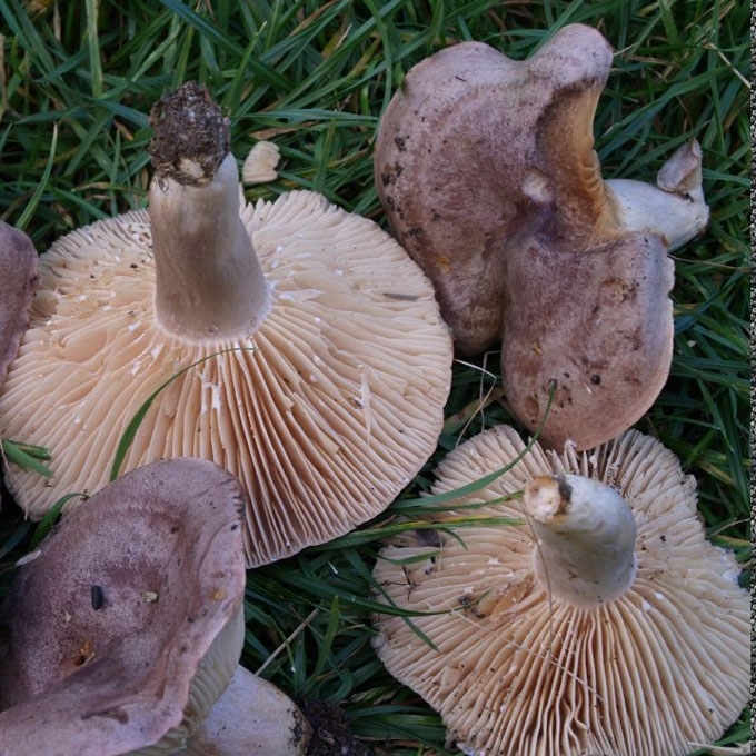 KREIVAKEPURIS PIENGRYBIS