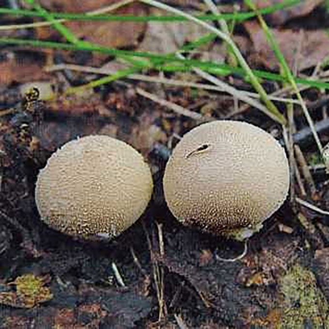 KRIAUŠINIS PUMPOTAUKŠLIS