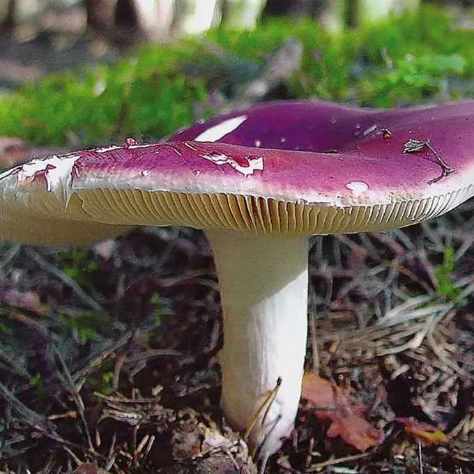 KROMBHOLCO UMĖDĖ
