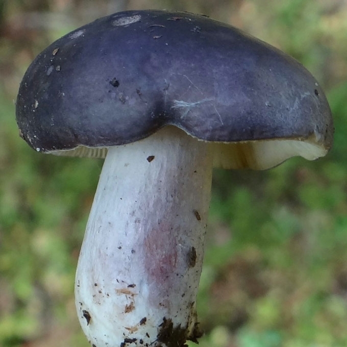 KROMBHOLCO UMĖDĖ